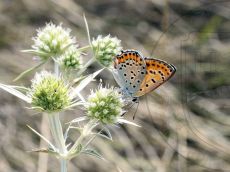 Многоглазка-блестящая_3